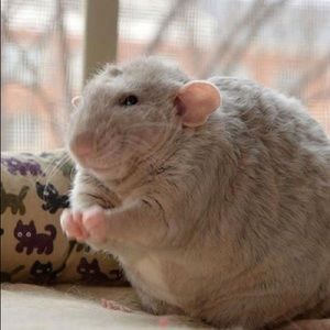 Meet your Posher, Chris